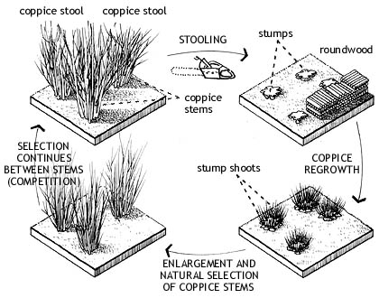 /forests/coppice.jpg